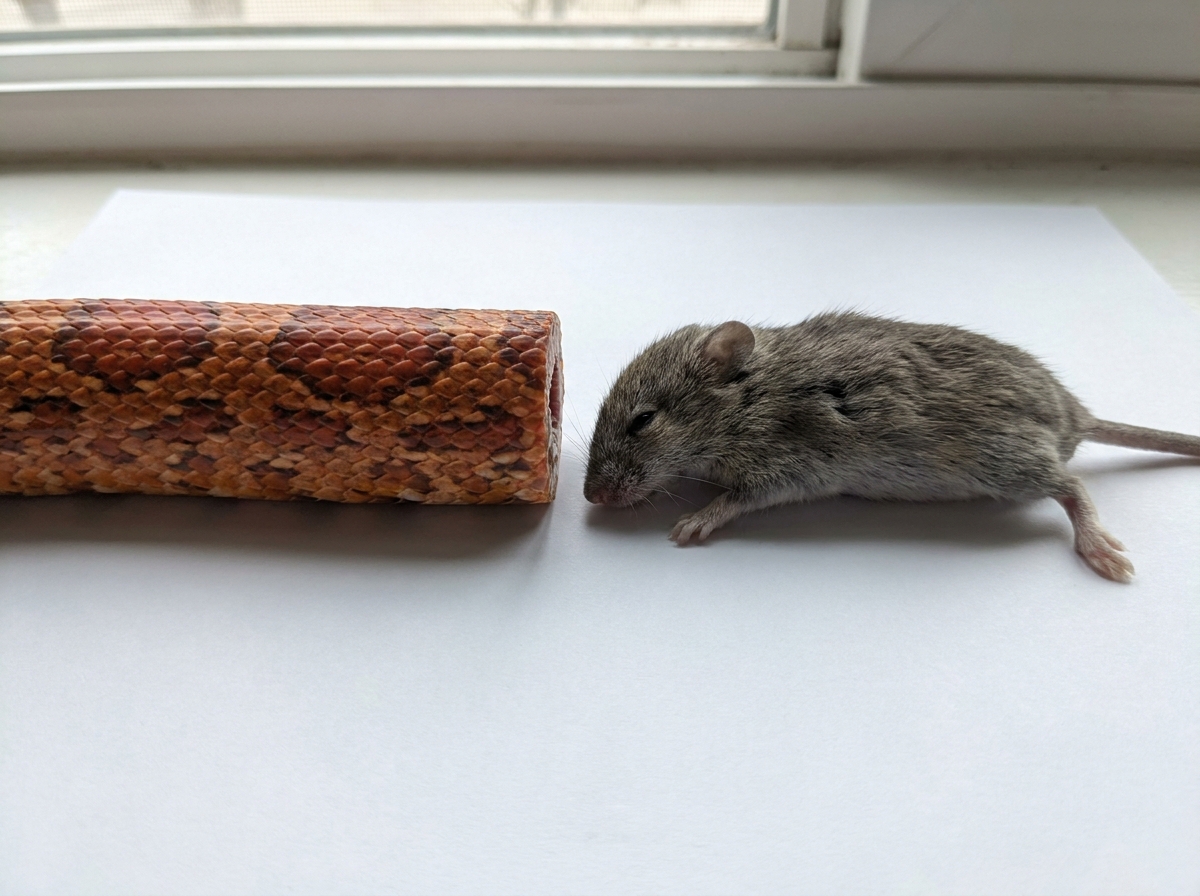 Section — adult corn snake mid-body width compared against a thawed adult mouse laid flat on white paper, mouse girth visibly equal to the snake's widest point