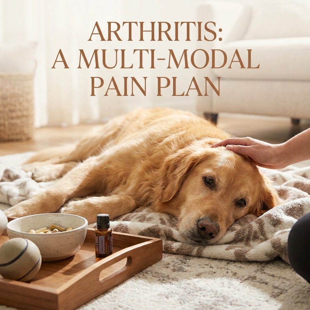 Arthritis in dogs: a multi-modal pain plan that actually helps (pain management) — Dogs / Senior Care cover image
