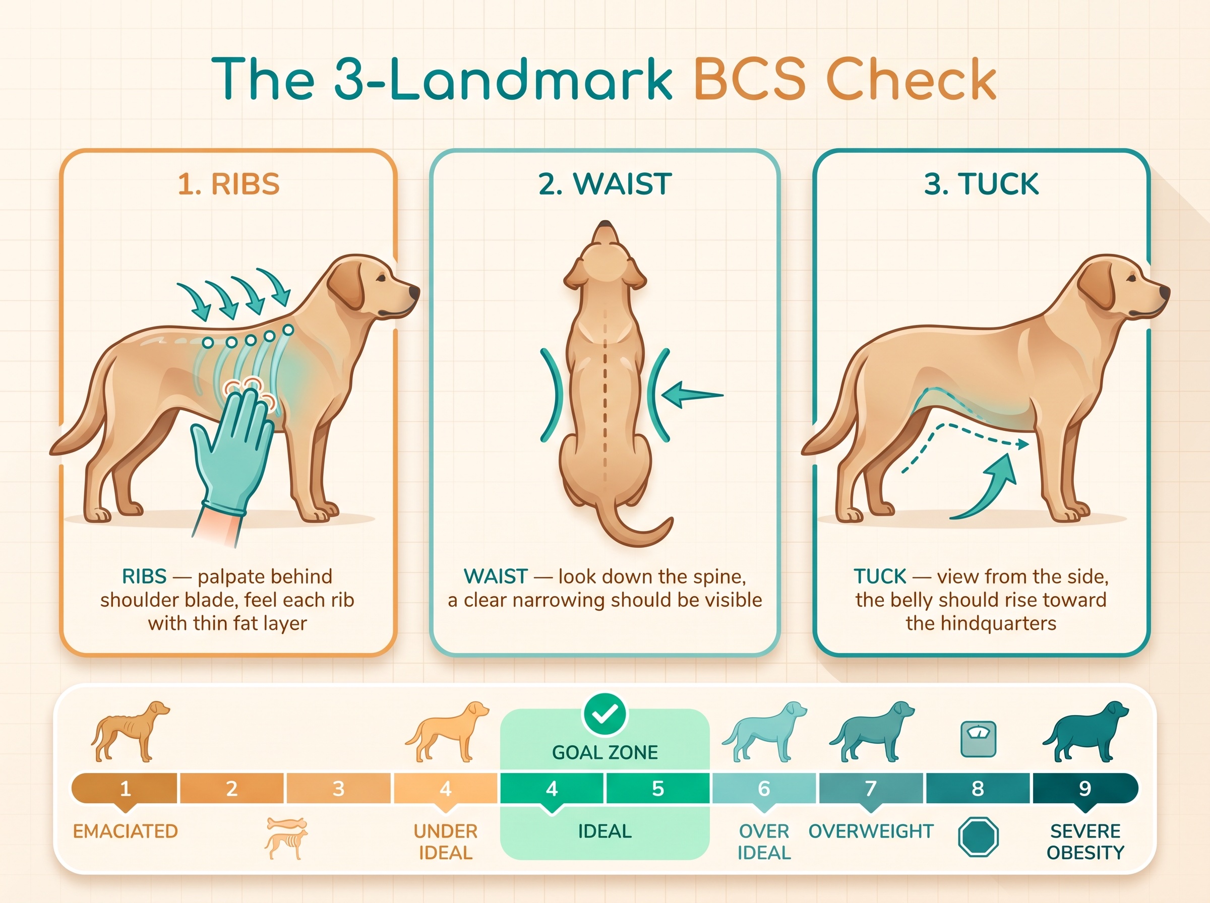 Section image 2 — a clinician's hands palpating the ribcage of a standing dog, with arrows pointing to the three assessment landmarks and a printed BCS chart on the counter